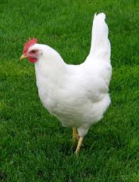 White Leghorn Chicken Breeds